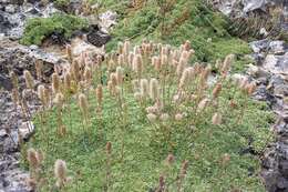 Image of mat rockspirea