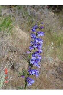 Image of blue penstemon