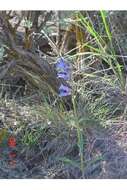 Image of blue penstemon