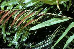 Image of Golden Leather Fern