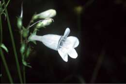 Image of talus slope penstemon