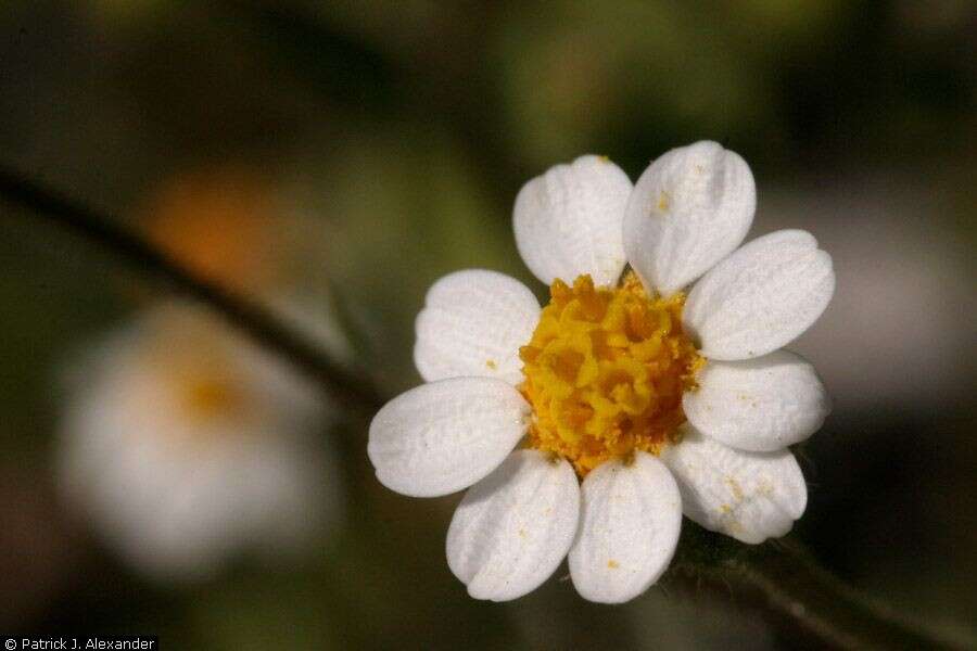 Image of Emory's rockdaisy