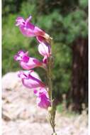 Image de Penstemon floridus Brandegee var. floridus