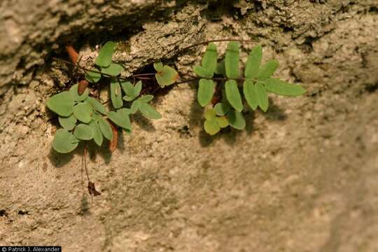 Image of smooth cliffbrake