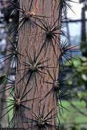 Image of Rose Cactus