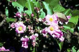 Image of Rose Cactus