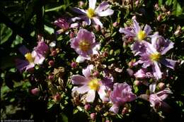 Image of Rose Cactus