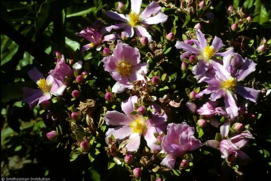 صورة Pereskia grandifolia Haw.