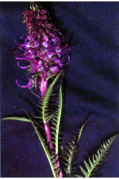 Image of elephanthead lousewort