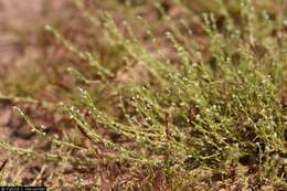 Image of chuckwalla combseed