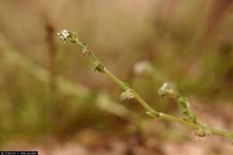 Image of chuckwalla combseed