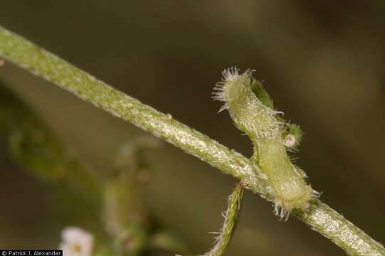 Image of chuckwalla combseed