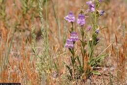 Image of James' beardtongue