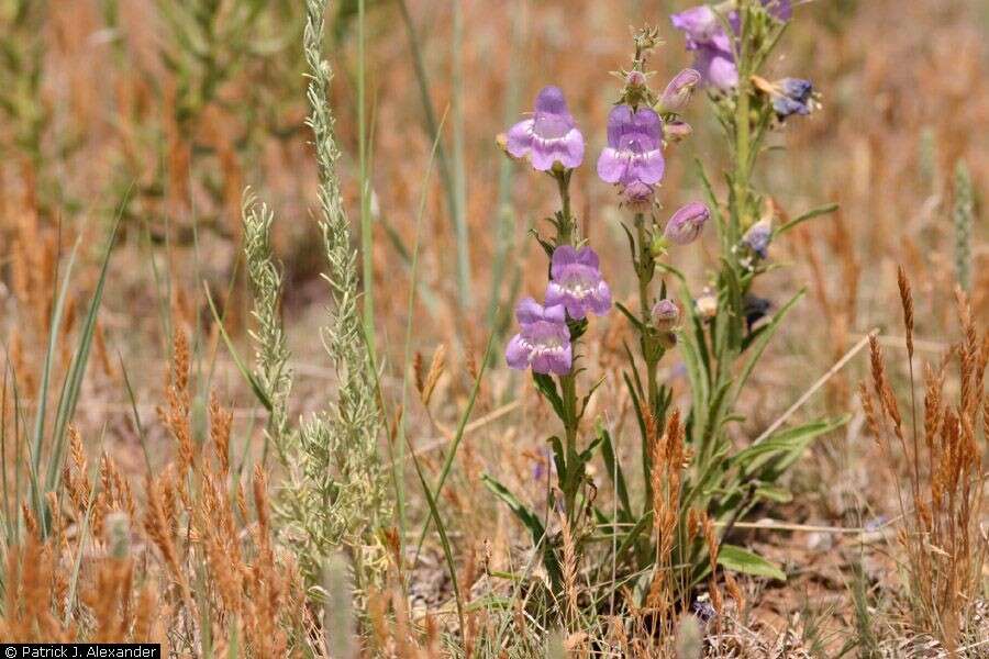 Image of James' beardtongue