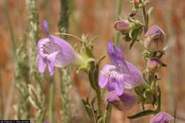 Image of James' beardtongue