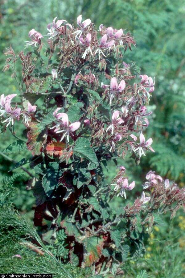 Image of Geranium