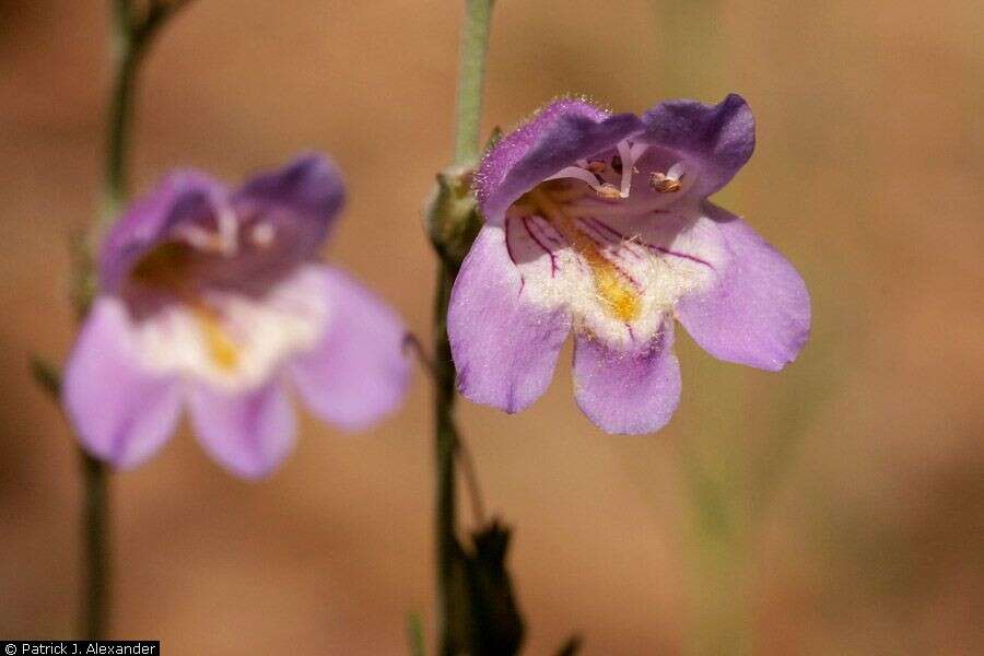 Plancia ëd Penstemon linarioides A. Gray