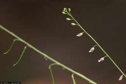 Pennellia longifolia (Benth.) Rollins resmi