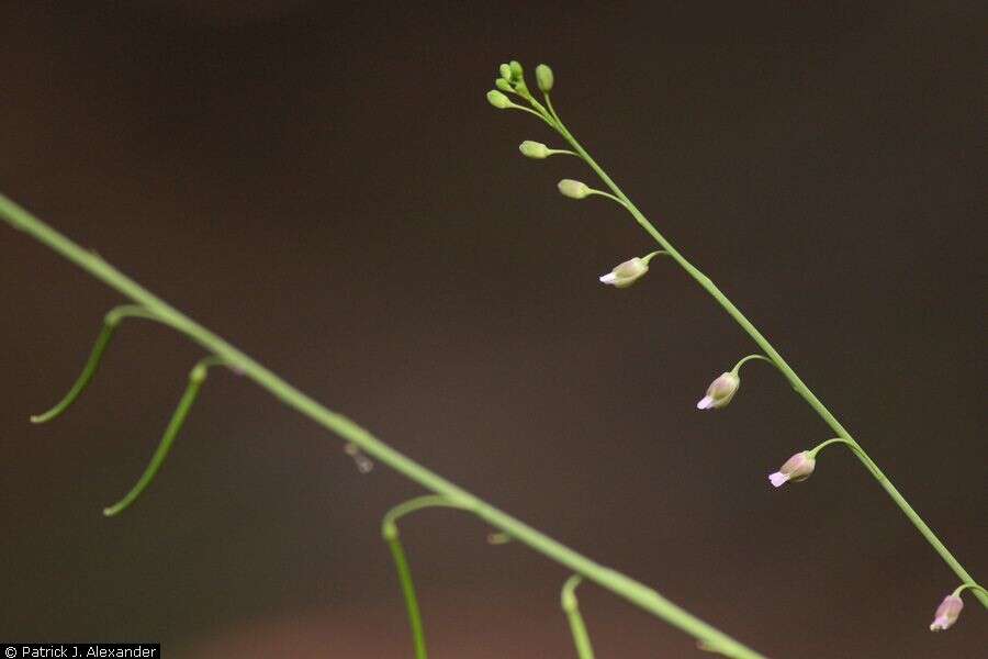 Pennellia longifolia (Benth.) Rollins resmi