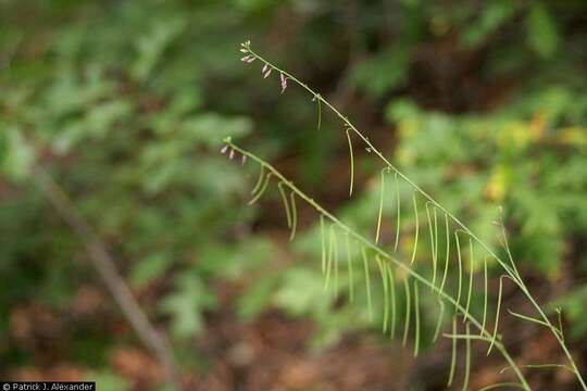 Image of longleaf mock thelypody