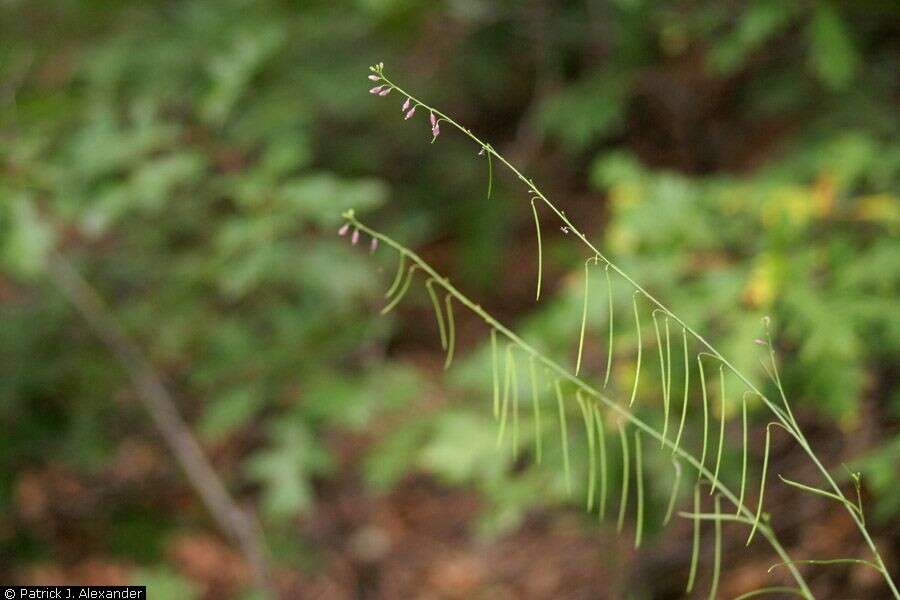 Pennellia longifolia (Benth.) Rollins resmi