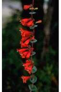 صورة Penstemon murrayanus Hook.