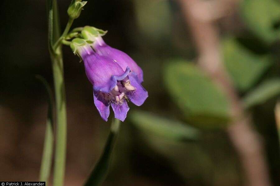 Image of New Mexico beardtongue