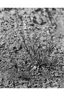 Image of beardtongue