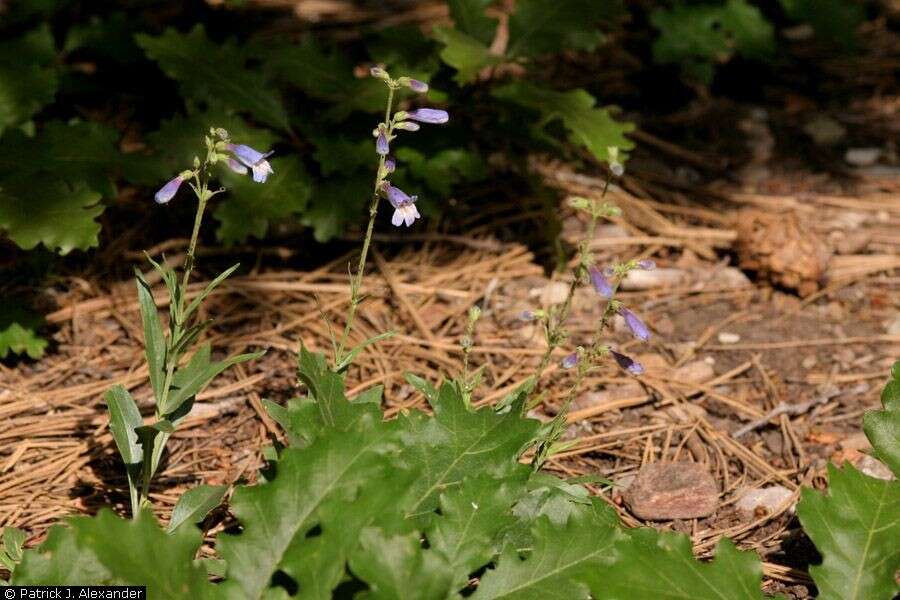 Image of Apache beardtongue