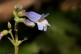 Image of Apache beardtongue