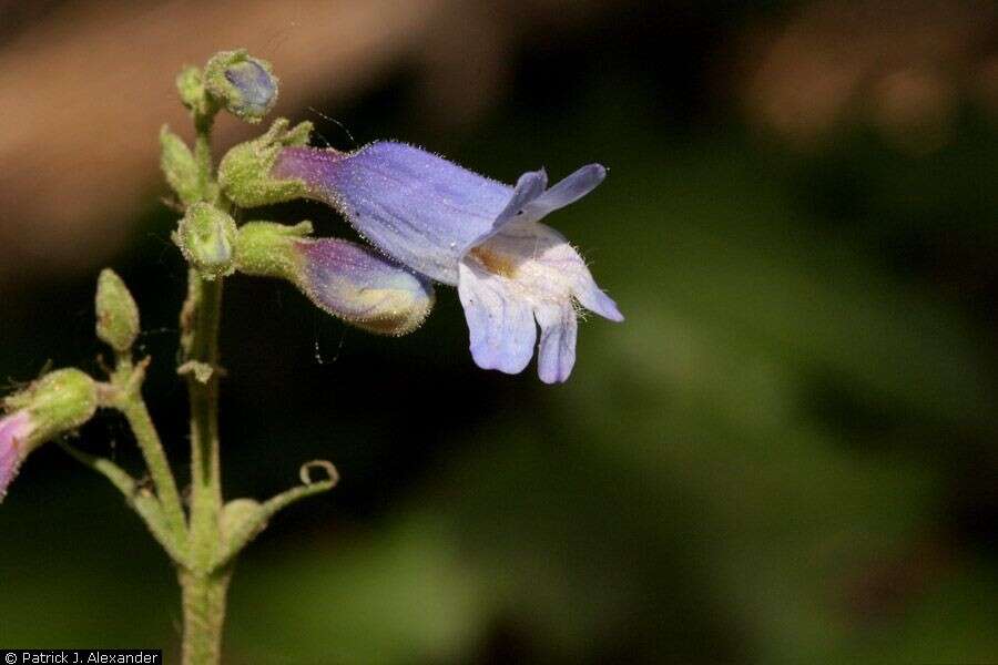 Image of Apache beardtongue