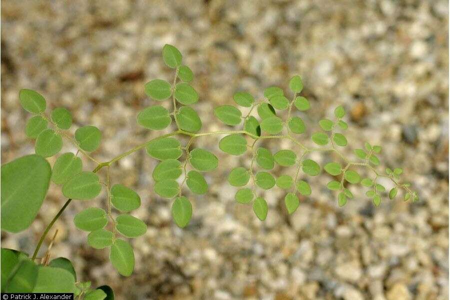 Image of Ovate-leaf Cliffbrake