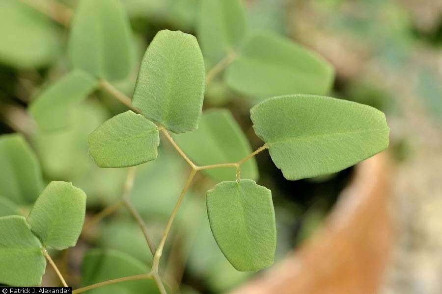 Image of Ovate-leaf Cliffbrake