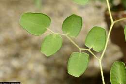 Image of Ovate-leaf Cliffbrake