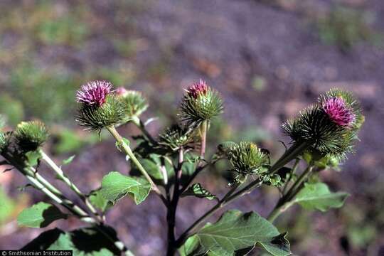 Image of greater burdock