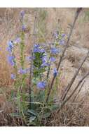 Image of Minidoka beardtongue