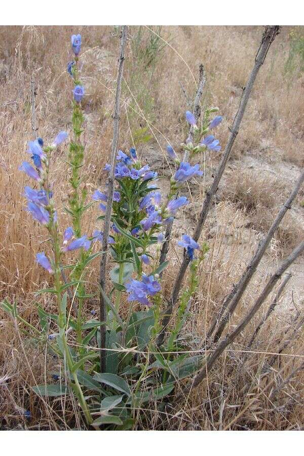 Image of Minidoka beardtongue