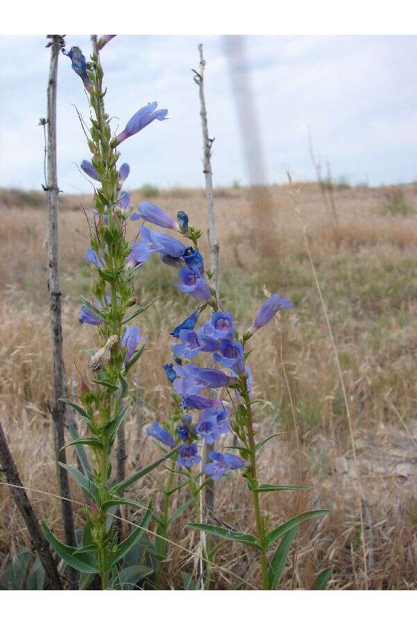 Image of Minidoka beardtongue