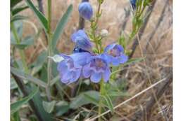 Image of Minidoka beardtongue