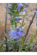 Image of Minidoka beardtongue