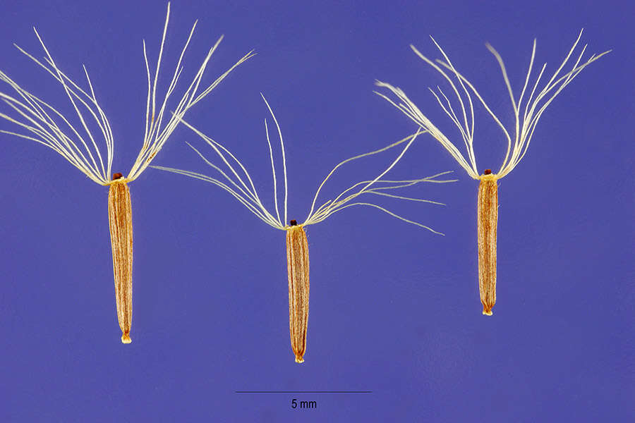 Image de Arnica latifolia Bongard