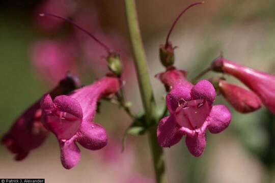 Image of desert penstemon