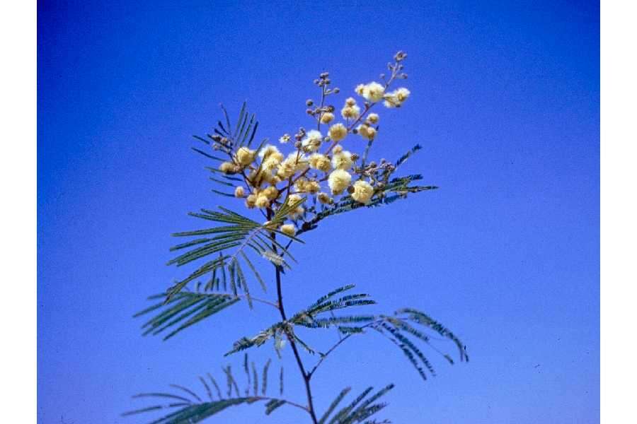 Image of guajillo