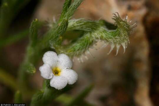 Image of curvenut combseed