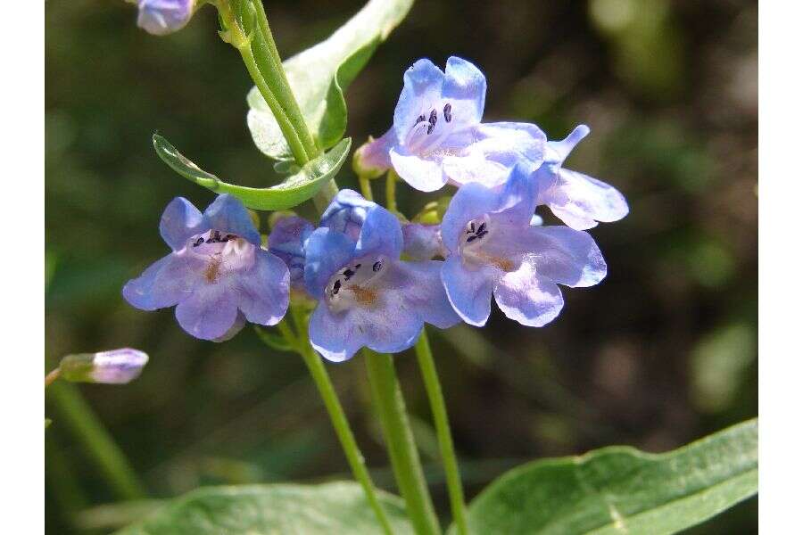 Image of Rydberg's penstemon