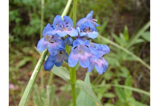 Image of Rydberg's penstemon