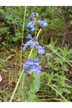 Image of Rydberg's penstemon