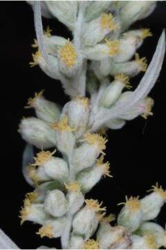 Image of white sagebrush