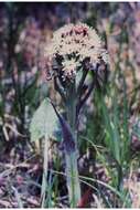 Image of arrowleaf sweet coltsfoot