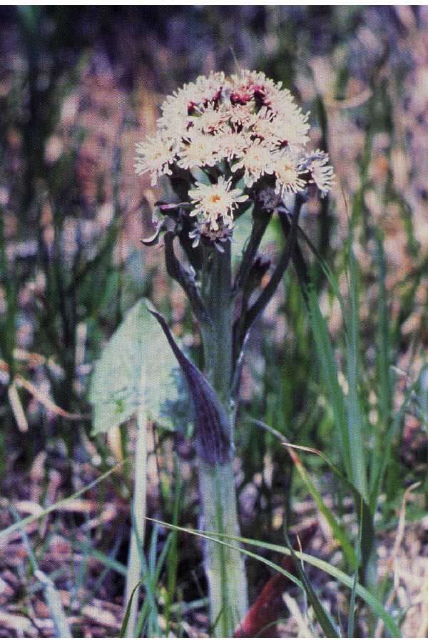 Imagem de Petasites frigidus var. sagittatus (Banks ex Pursh) D. M. Cherniawsky